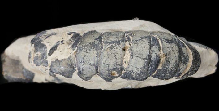 Juvenile Fossil Lobster - Eocene, London Clay #22084